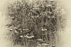 Geese-in-flight-Sepia