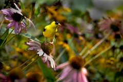 Golden-Finch-on-Echinacea