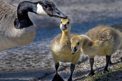 Goose-and-Goslings