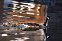 Goose-with-two-Goslings