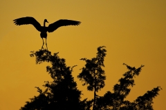 Great-Blue-Heron-Silhouette