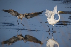 Great-Blue-and-Great-White-chase