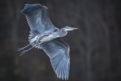 Great-Blue-flight-full-view