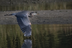 Great-Blue-flight