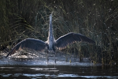 Great-Blue-wings-out