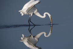 Great-Egret-Its-my-fish