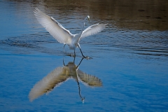 Great-Egret-Landing-reflection