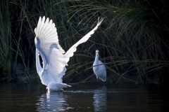 Great-Egret-Shadow