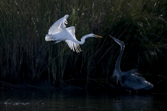 Great-Egret-and-Blue-Heron