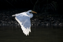 Great-Egret-in-flight
