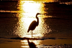 Great-Egret-in-the-Sun