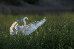 Great-Egret-landing-in-Grass-sunset