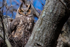 Great-Horned-Owl-pose