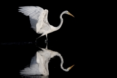 Great-White-Egret-Mirrored