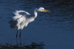 Great-White-Egret-Shake-again