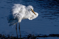 Great-White-Egret-Shake-it-out