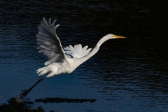 Great-White-Egret-Taking-off