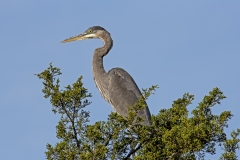 Great blue Hereon in Pint tree S