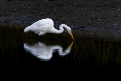 Great-white-Egret-Mirror
