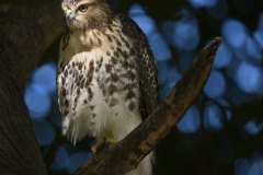 Hawk Partial sun lit blue background