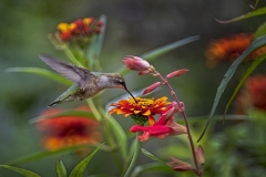 Humming Bird on flower