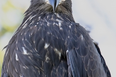 Juvenile-Eagle-Close-up-2-Copy