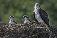 Juvenile Osprey and Mother