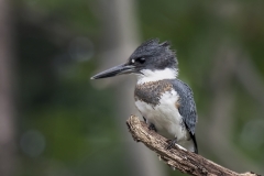 King-Fisher-on-branch-2