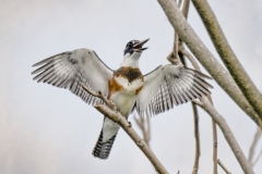 King-Fisher-wings-out-on-branch