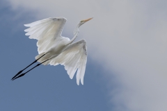 Large Egret in flight