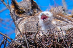 Long-Horned-Owl-and-Chick-S