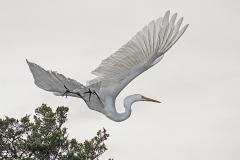 Egret-in-Flight-
