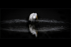 MStone-Great-White-Egret-in-Circles