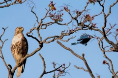 Tailed-Hawk-Blue-Jay-attack