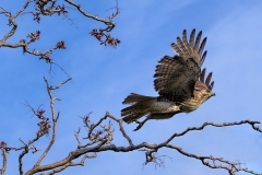 Red-Tailed-Hawk-on-the-move