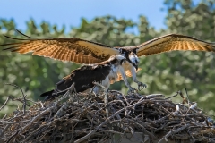 Male Osprey landing in nest