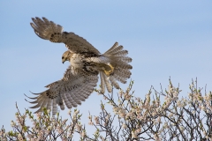 Leaping-into-Action-Red-Tailed-Hawk-