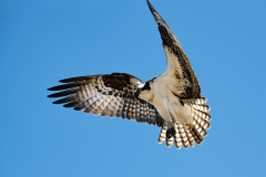 Osprey-Hovering