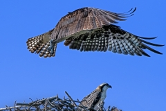 Osprey-Mother-Ship-came-to-take-her-home