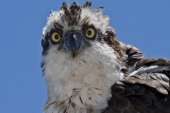 Osprey Portrait