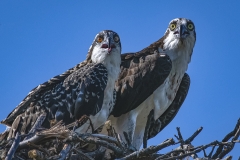 Osprey-and-juvenile