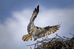 Osprey-fish-nest