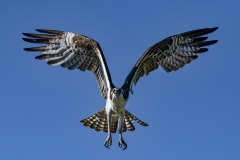 Osprey-flight-towards-me