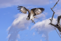 Osprey in flight Large