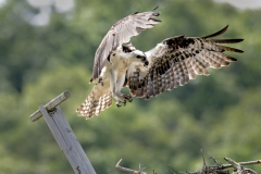 Osprey landing in nest
