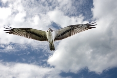 Osprey-looking-at-me