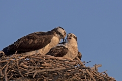 Osprey what was that you said