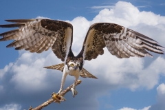 Osprey with Fish taking off