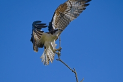 Osprey-with-Trig