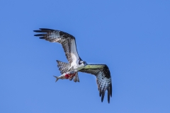 Osprey-with-fish